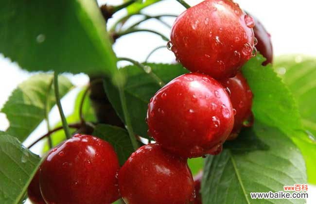 吃车厘子的禁忌 车厘子吃多了上火吗？