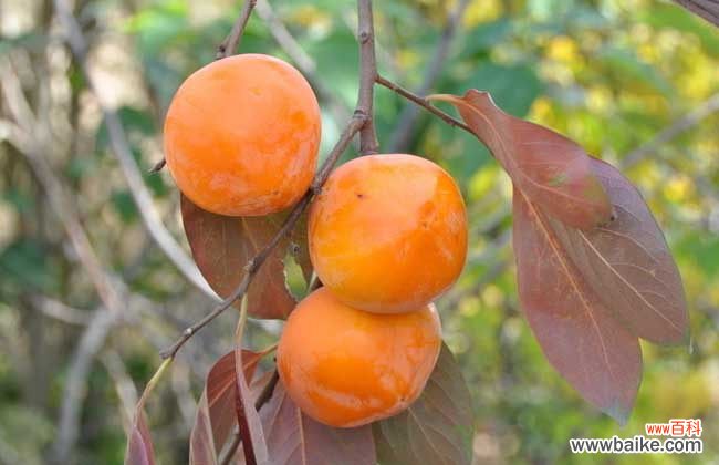 一次吃了10个柿子没事吧 柿子吃多了会怎么样