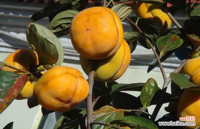 一次吃了10个柿子没事吧 柿子吃多了会怎么样