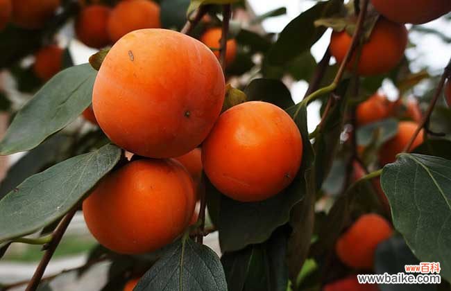 一次吃了10个柿子没事吧 柿子吃多了会怎么样