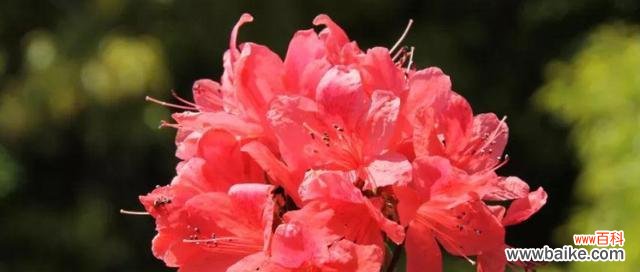 杜鹃花的花语是什么？它象征着什么含义？