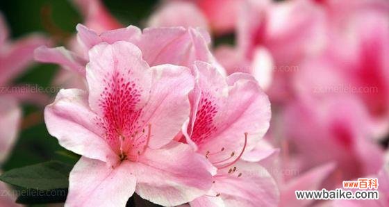 杜鹃花的花语是什么？它象征着什么含义？