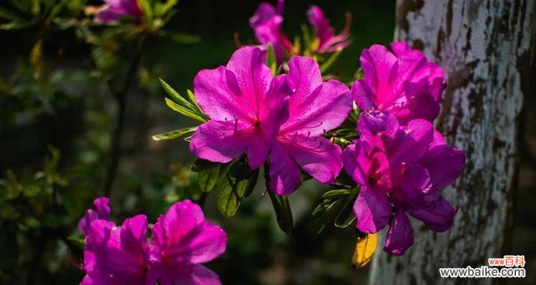 杜鹃花的花语是什么？它象征着什么含义？