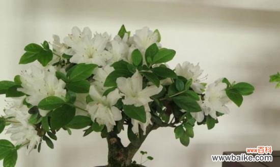 杜鹃花的风水寓意是什么？最佳摆放位置在哪里？