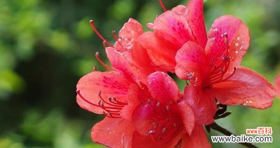 杜鹃在古代象征着什么意义？它的寓意有哪些？