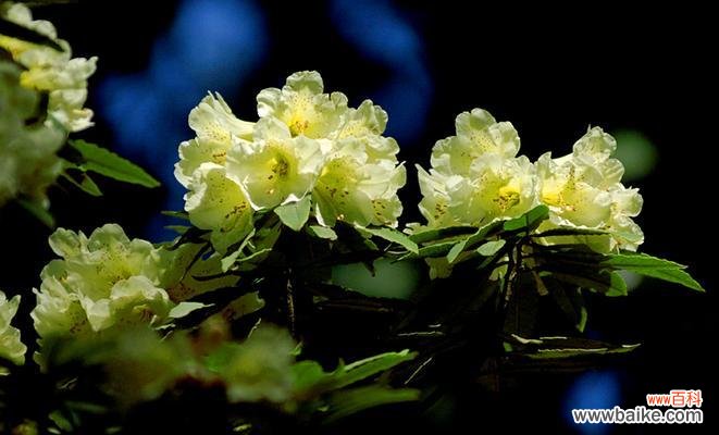 杜鹃在古代象征着什么意义？它的寓意有哪些？