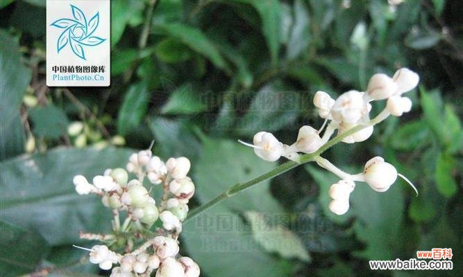 杜若的花语是什么？杜若寓意有哪些常见疑问解答？