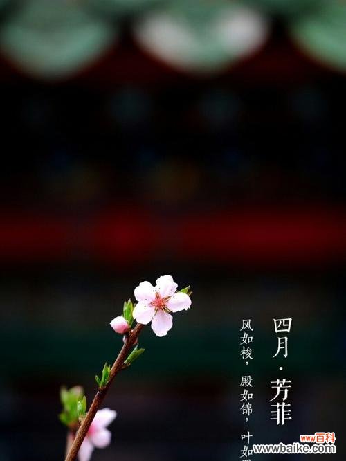 杜若的花语是什么？杜若寓意有哪些常见疑问解答？