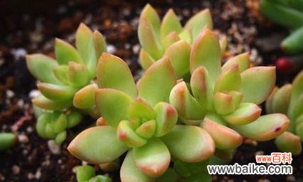 多肉植物的花语含义是什么？如何挑选寓意好的多肉？