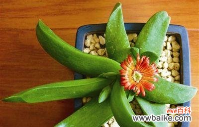 多肉植物的花语含义是什么？如何挑选寓意好的多肉？