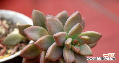 多肉植物的花语含义是什么？如何挑选寓意好的多肉？