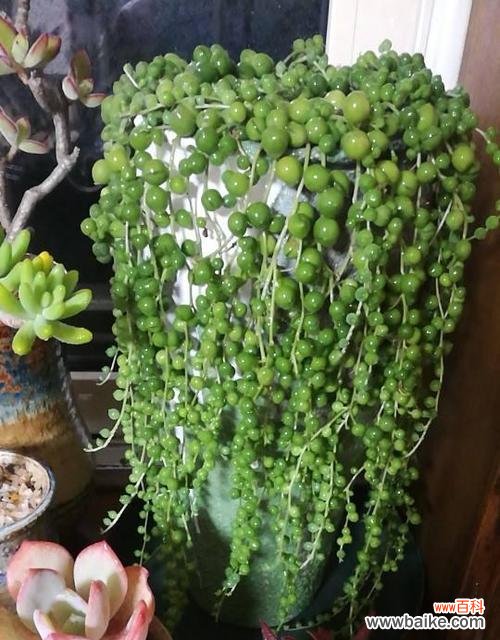 多肉植物象征着什么？它们的含义有哪些常见问题？