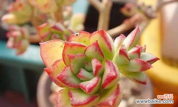 多肉植物的花语是什么？它们代表了哪些意义？