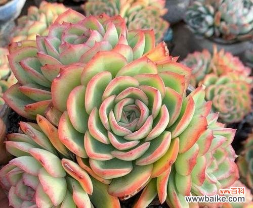 多肉植物的花语是什么？它们代表了哪些意义？