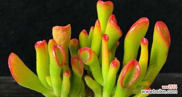 多肉植物在风水中代表什么？如何摆放以带来好运？