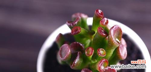 多肉植物在风水中代表什么？如何摆放以带来好运？