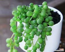 多肉佛珠开花吗？如果开花寓意着什么？