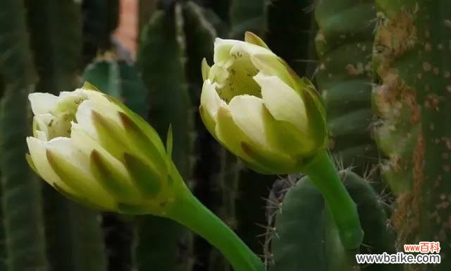 鹅掌开花的颜色和寓意是什么？