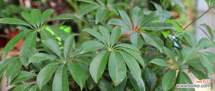 鹅掌开花的颜色和寓意是什么？