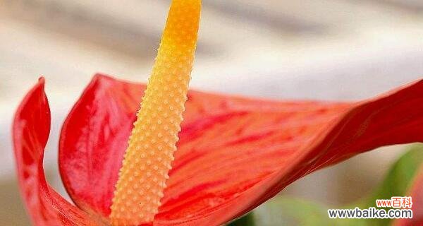 鹅掌开花的颜色和寓意是什么？