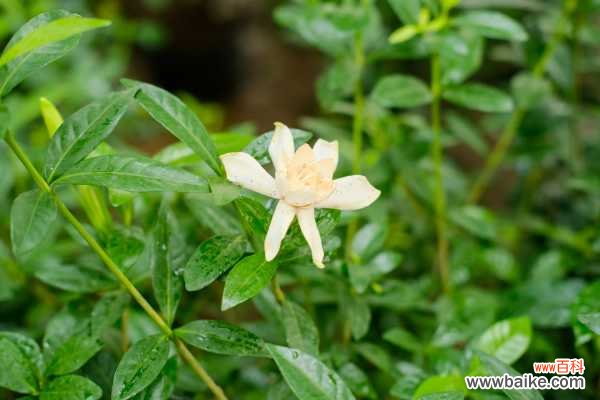 栀子花不开花的原因