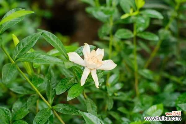 栀子花不开花的原因