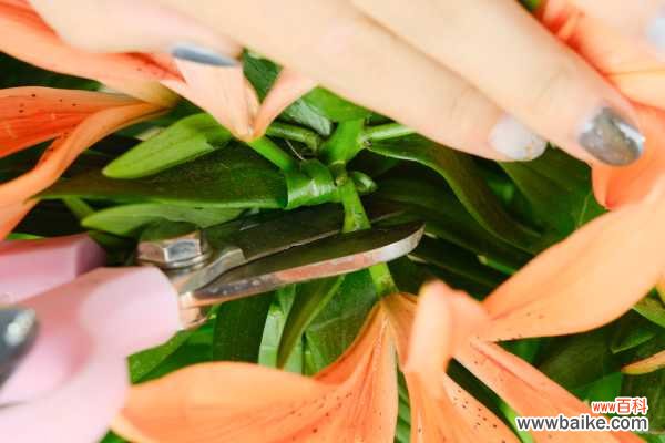 百合不开花怎么处理