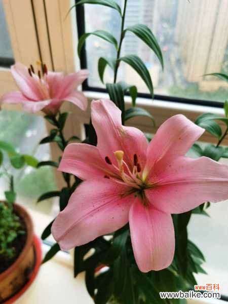 百合不开花怎么处理