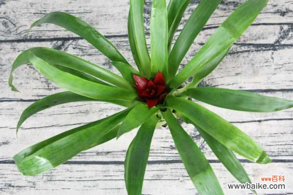 鸿运当头不开花怎么办