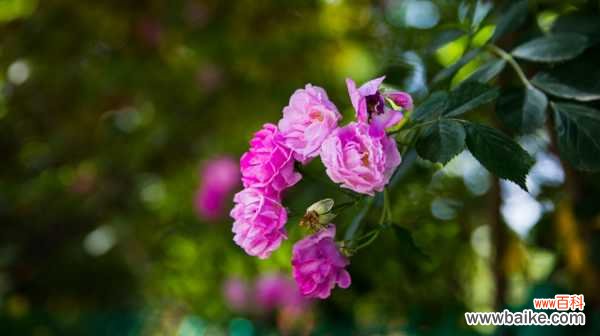 蔷薇不开花的原因