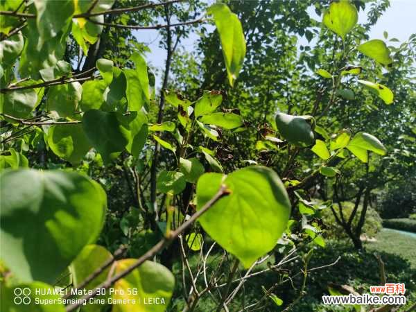 丁香不开花的原因