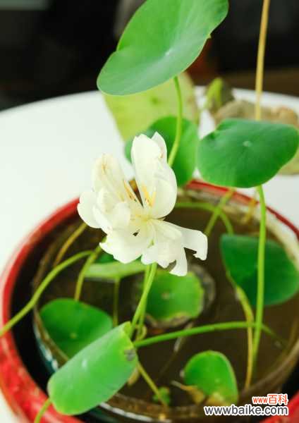 碗莲不开花的原因