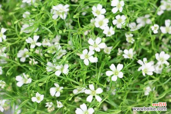 满天星不开花是怎么回事