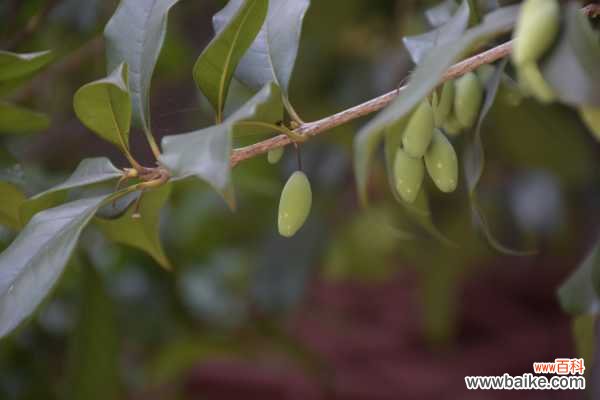 桂花不开花是什么原因