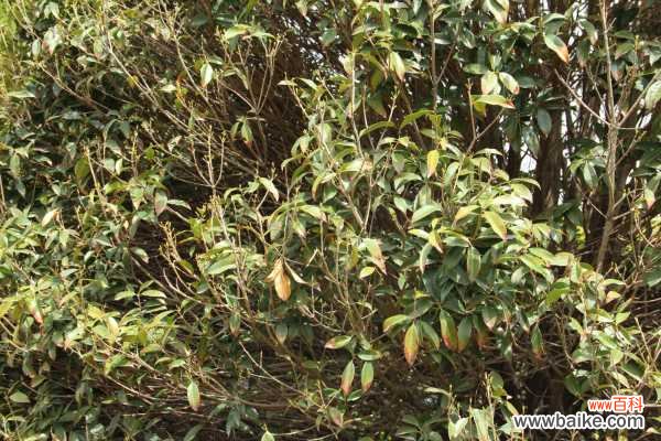 桂花不开花是什么原因