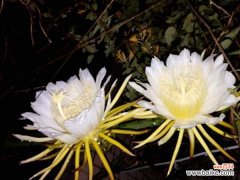 昙花不开花是什么原因