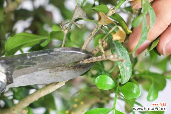 米兰不开花是什么原因