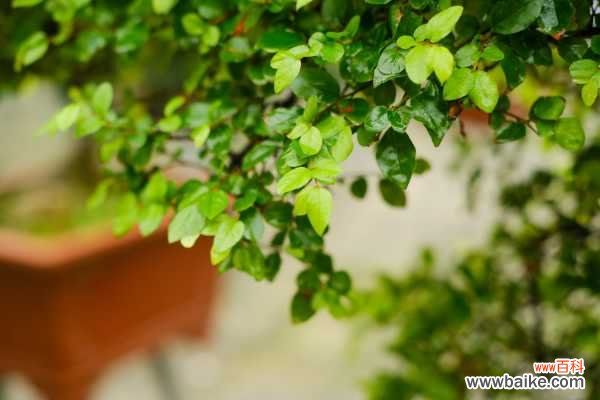 家里的花长成歪脖子树？学这1招，10天立马正回来！