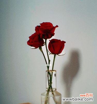 红玫瑰代表什么？一探玫瑰花语的奥秘 红玫瑰的意义