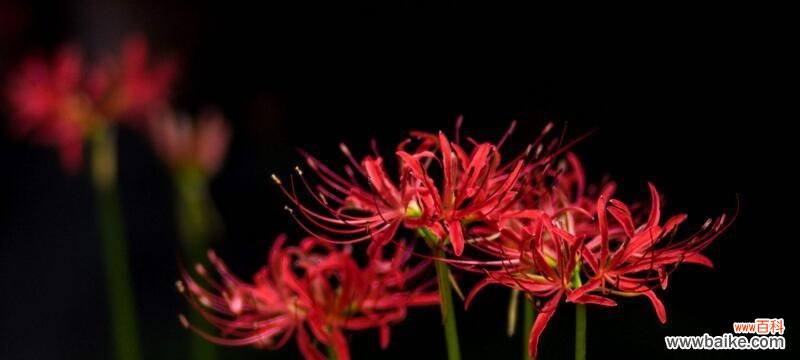 揭开黑色曼陀罗的神秘面纱 黑色曼陀罗花语与传说