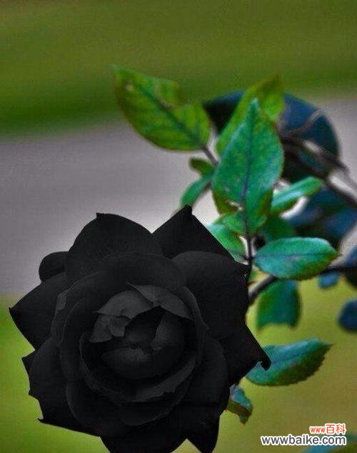 揭开黑色曼陀罗的神秘面纱 黑色曼陀罗花语与传说