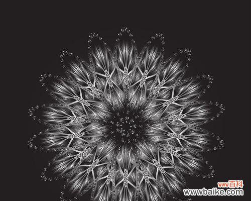 揭开黑色曼陀罗的神秘面纱 黑色曼陀罗花语与传说