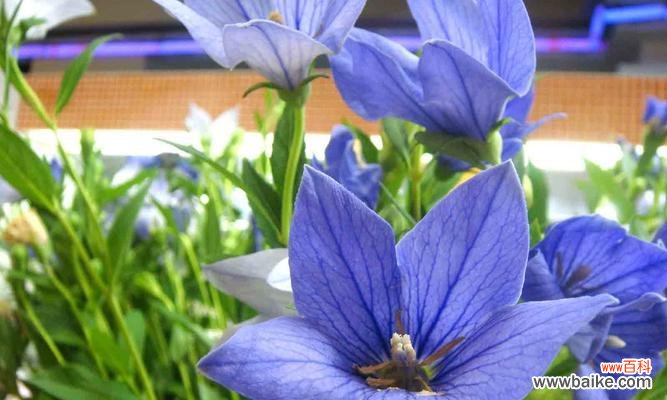 探秘桔梗花的花语,揭示白色花束的含义 桔梗白色花语解析