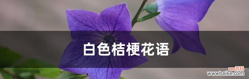 探秘桔梗花的花语,揭示白色花束的含义 桔梗白色花语解析