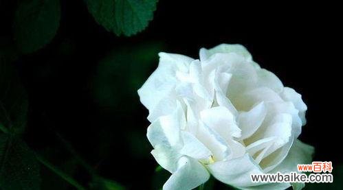 表达爱意的最美姿态 二十一朵白玫瑰的花语