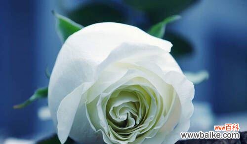 表达爱意的最美姿态 二十一朵白玫瑰的花语