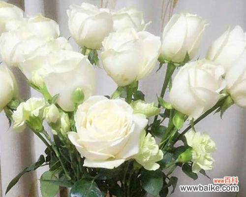 表达爱意的最美姿态 二十一朵白玫瑰的花语
