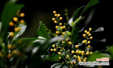 背后的寓意和故事 探秘米兰花的花语和传说