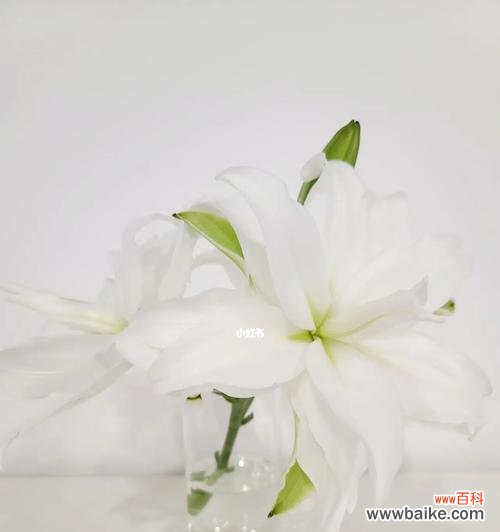 送白百合的含义和历史渊源 白百合的代表意义及文化价值