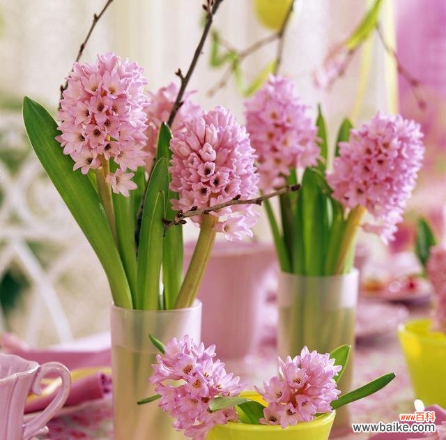 探究花语中粉色风信子的象征意义和文化价值 粉色风信子的花语